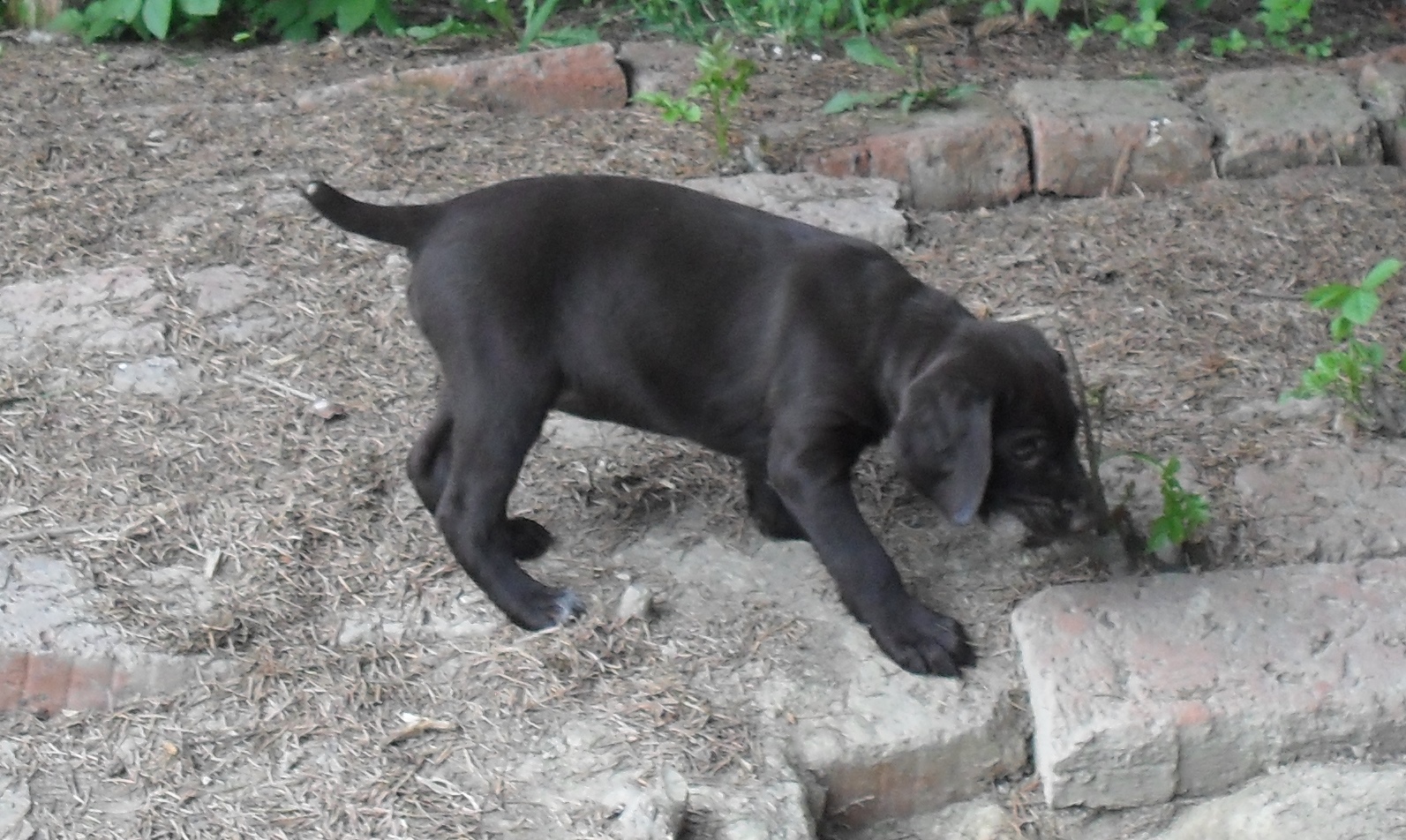 .Darcy