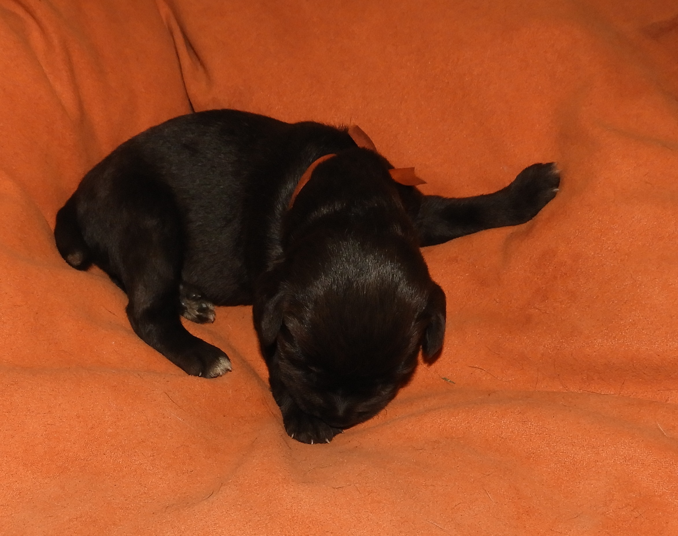 Elza 6d
