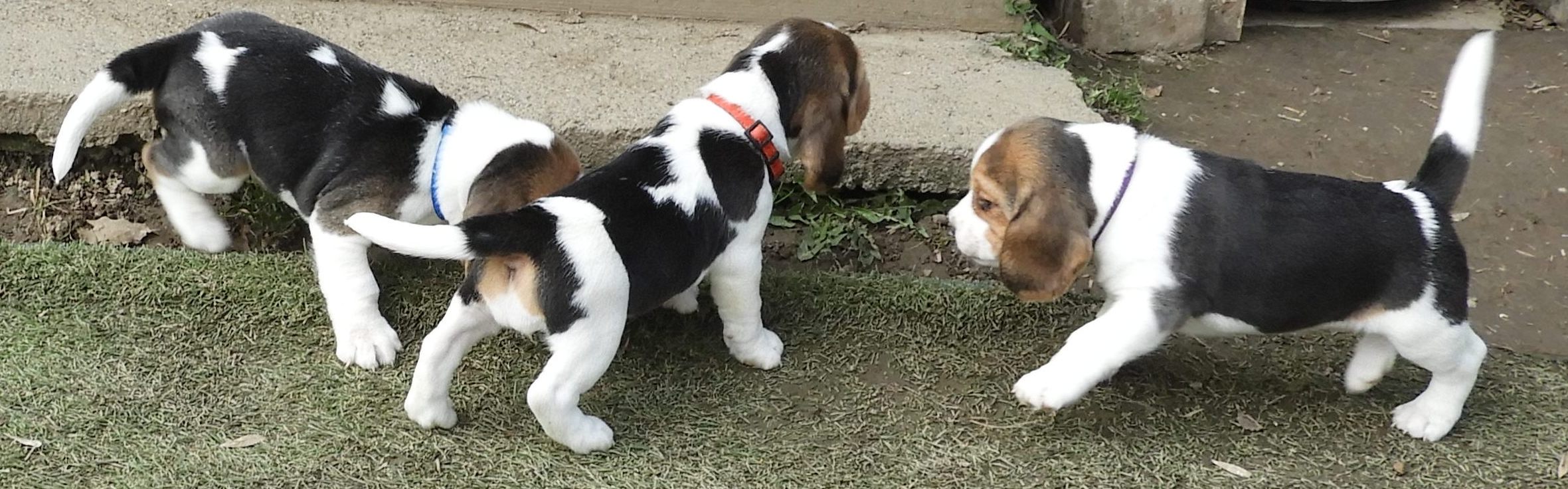 Mickey, Molly, Maya