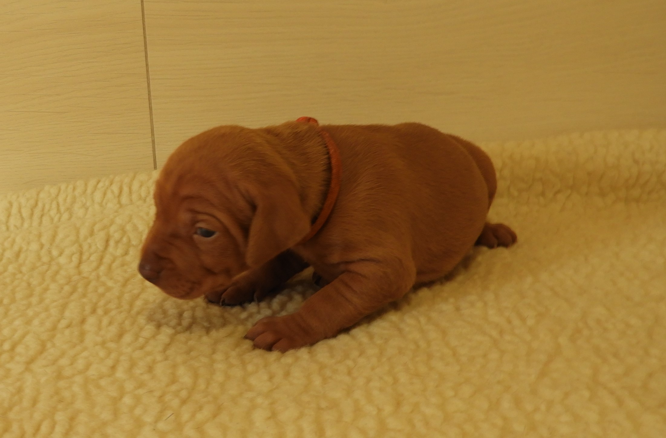 Ellie 18d.