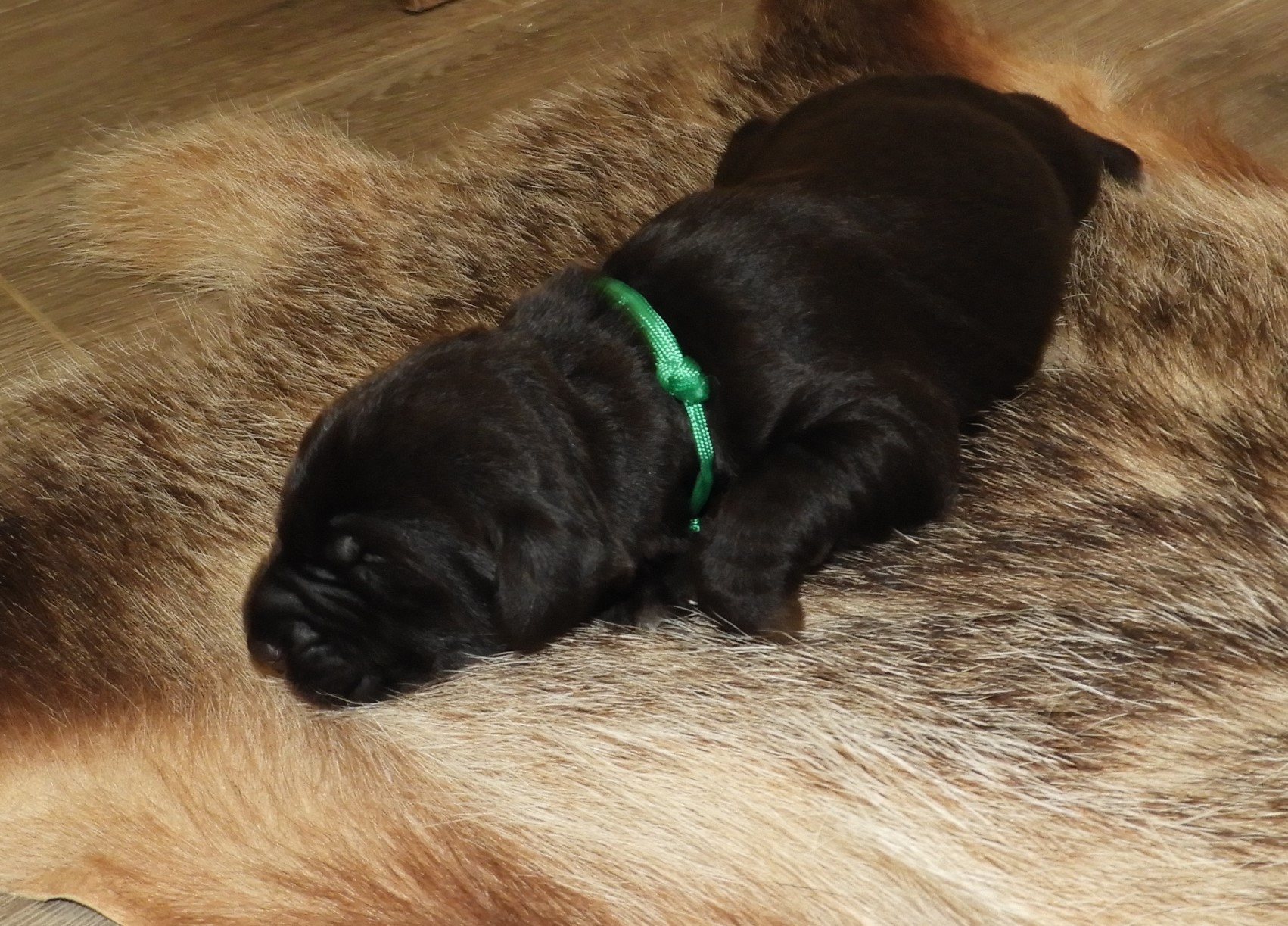 LLOYD2