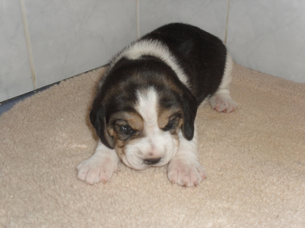 Daisy - 14 dní