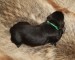 LLOYD1